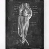 Muscles des jambes - Chalkboard