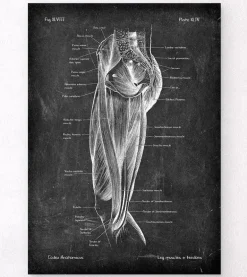 Muscles des jambes - Chalkboard