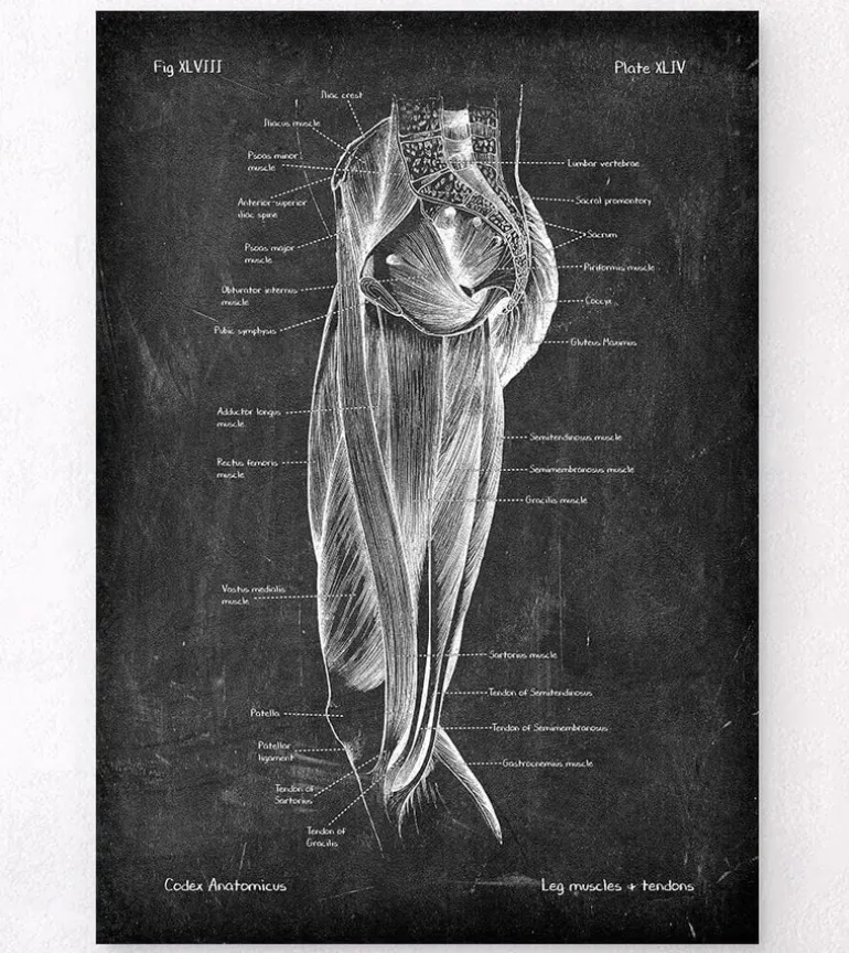 Muscles des jambes - Chalkboard