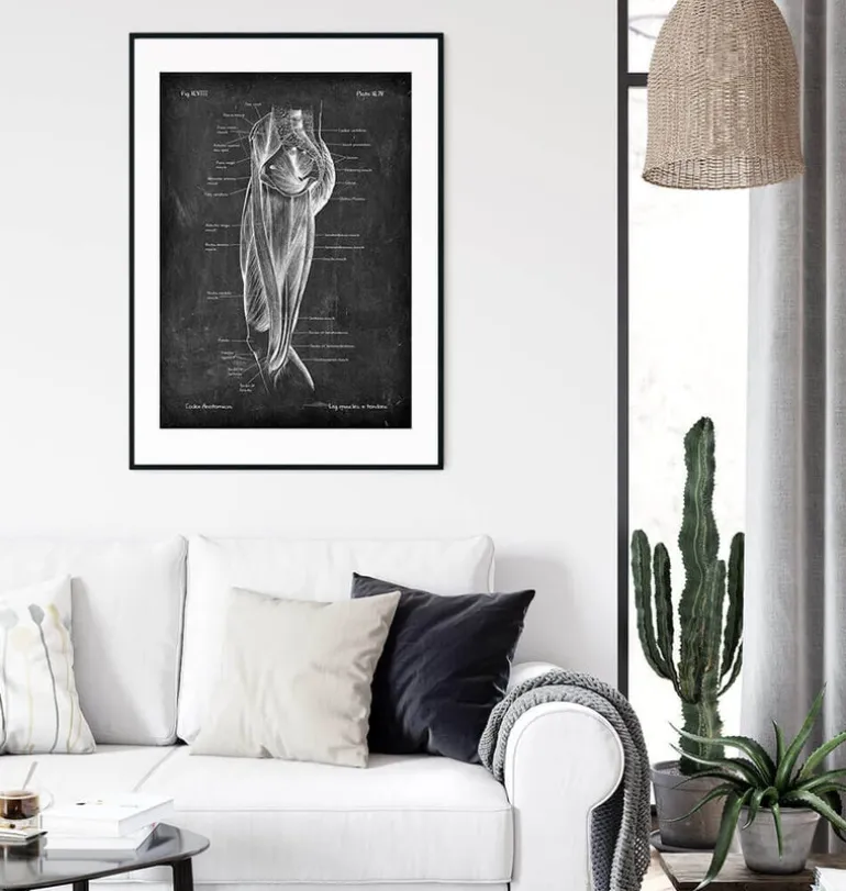 Muscles des jambes - Chalkboard
