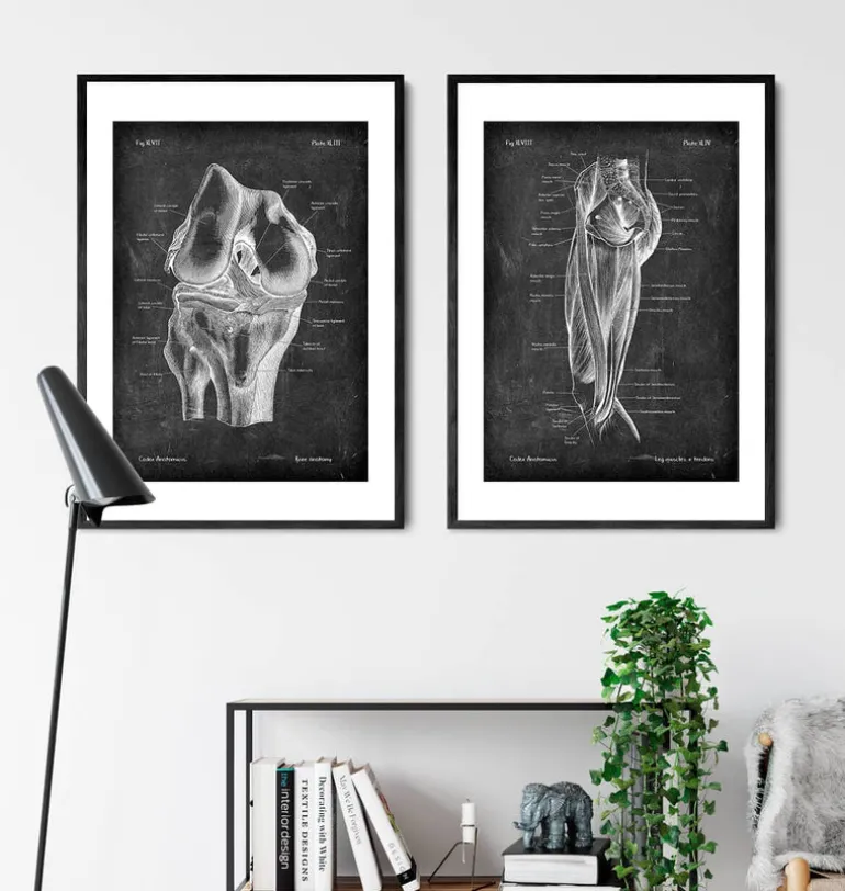 Muscles des jambes - Chalkboard