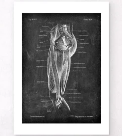 Muscles des jambes - Chalkboard