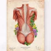Muscles du dos féminin - Floral - Vintage
