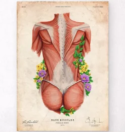 Muscles du dos féminin - Floral - Vintage