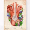 Muscles du dos masculins - Floral - Vintage