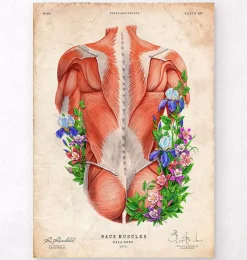 Muscles du dos masculins - Floral - Vintage
