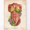 Muscles du torse féminin - Floral - Vieux papier