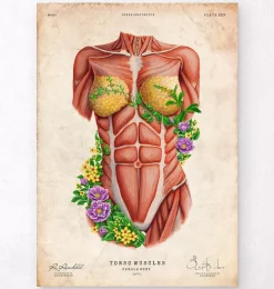 Muscles du torse féminin - Floral - Vieux papier