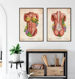 Muscles du torse féminin - Floral - Vieux papier