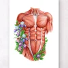 Muscles du torse masculin - Blanc