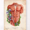 Muscles du torse masculin - Vieux papier