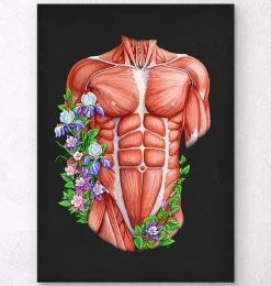 Muscles du torse masculin - Noir