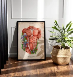 Muscles du torse masculin - Vieux papier
