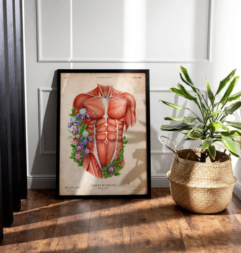 Muscles du torse masculin - Vieux papier