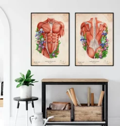 Muscles du torse masculin - Vieux papier