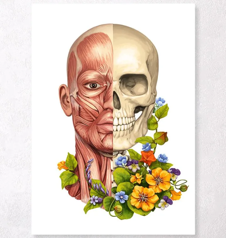 Muscles du visage - Floral - Blanc