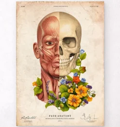 Muscles du visage - Floral - Vieux Papier