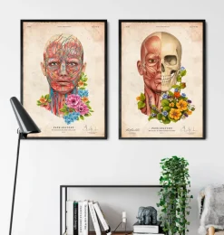 Muscles du visage - Floral - Vieux Papier