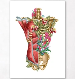 Muscles et os du torse - Floral - Blanc