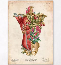 Muscles et os du torse - Floral - Vintage