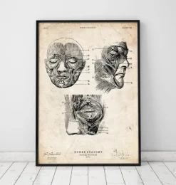 Muscles faciaux III