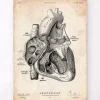 Section cardiaque I