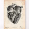Section cardiaque II