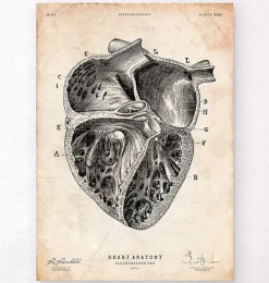 Section cardiaque II