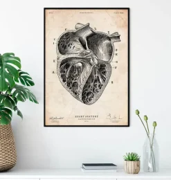Section cardiaque II
