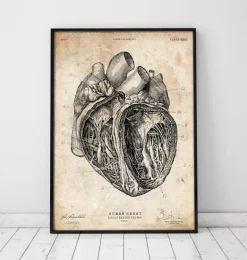 Section cardiaque III