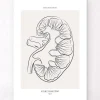 Section rénale - Line Art