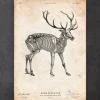 Squelette de cerf