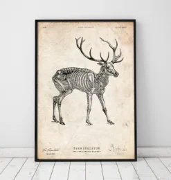 Squelette de cerf