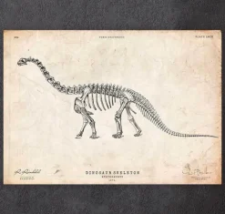 Squelette de dinosaure - Apatosaurus