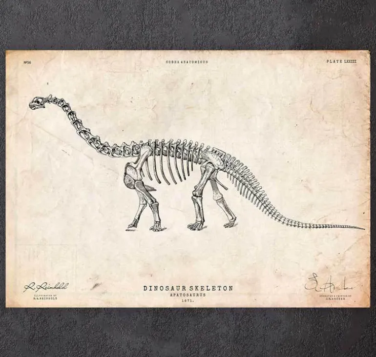 Squelette de dinosaure - Apatosaurus