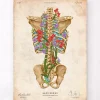 Squelette du dos - Floral - Vintage