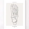 Squelette du pied - Line Art