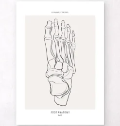 Squelette du pied - Line Art