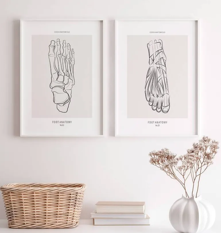Squelette du pied - Line Art