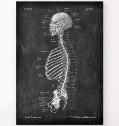 Squelette en coupe - Chalkboard