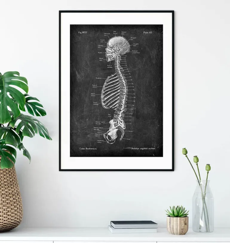Squelette en coupe - Chalkboard