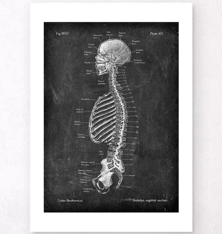 Squelette en coupe - Chalkboard