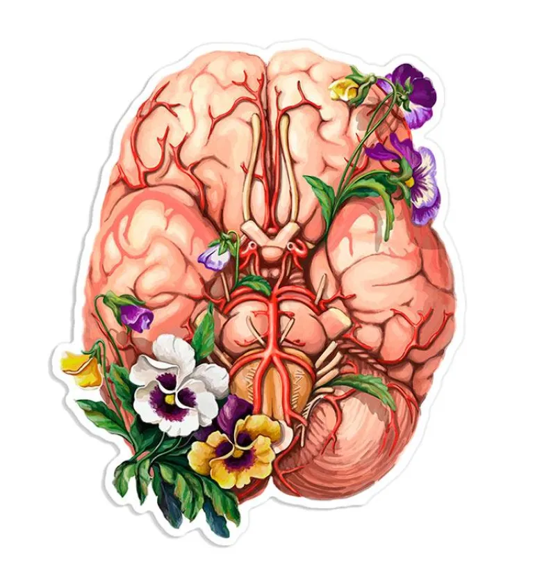 Sticker anatomie cérébrale - Floral