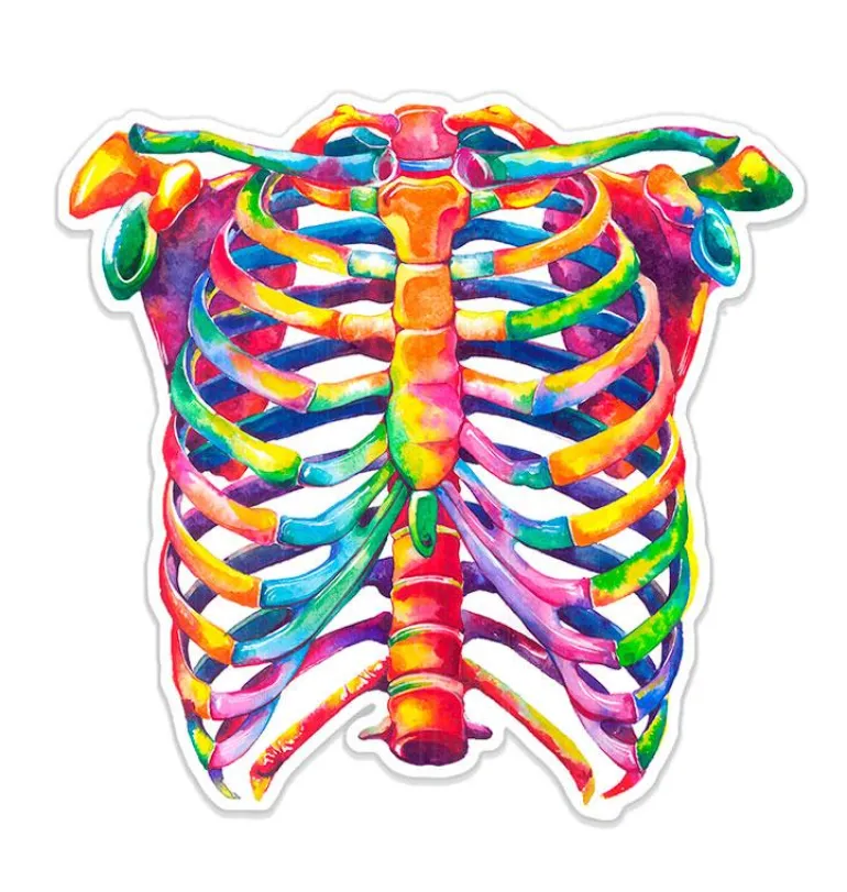 Sticker d'anatomie cage thoracique - Aquarelle