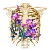 Sticker d'anatomie cage thoracique - Floral