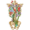 Sticker d'anatomie cage thoracique III - Floral