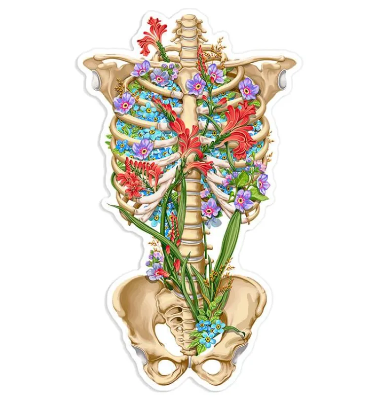 Sticker d'anatomie cage thoracique III - Floral