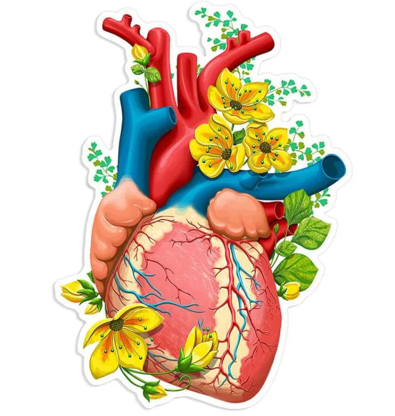 Sticker d'anatomie cardiaque II - Floral