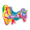 Sticker d'anatomie de l'oreille - Aquarelle