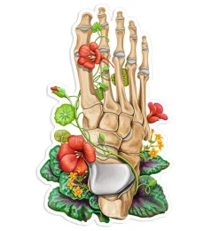 Sticker d'anatomie de os du pied - Floral
